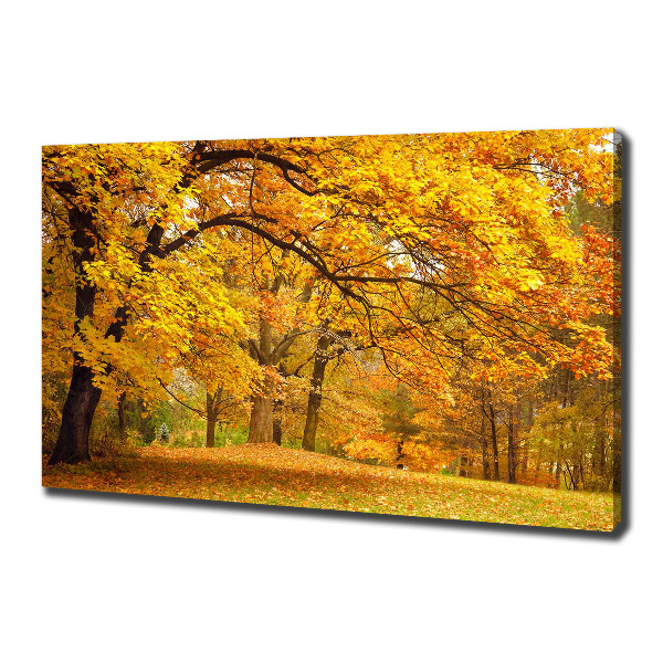Foto canvas De herfst in het park