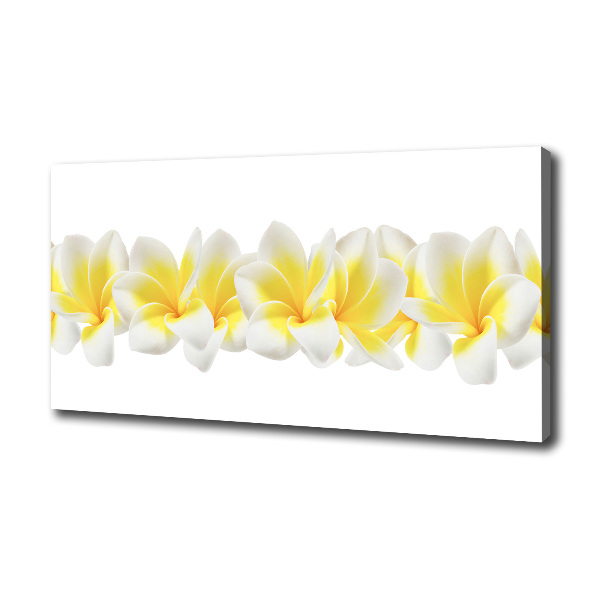 Foto obraz canvas Plumeria