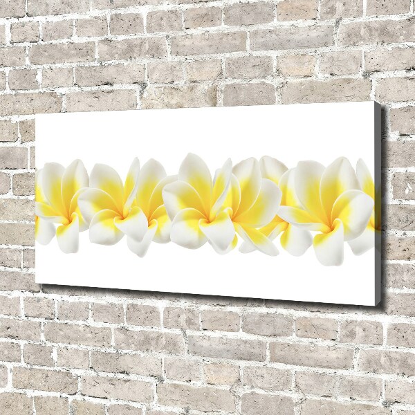 Foto obraz canvas Plumeria