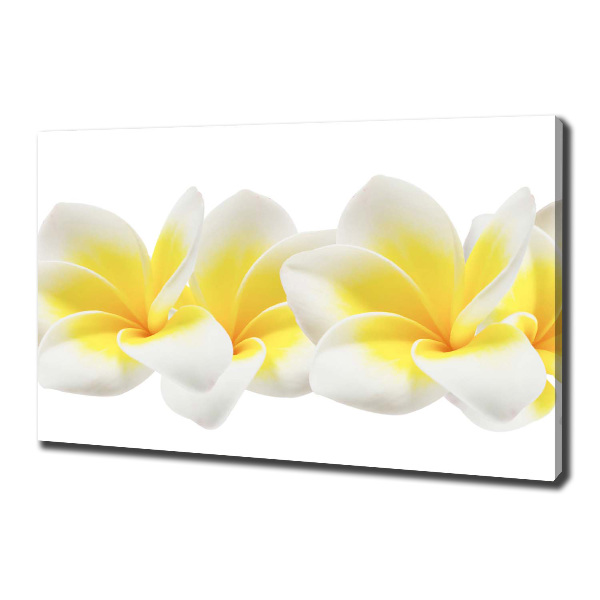 Foto obraz canvas Plumeria