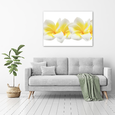 Foto obraz canvas Plumeria