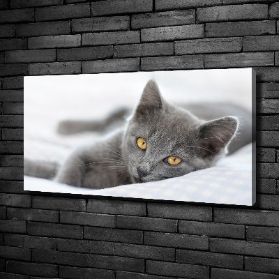 Foto canvas Grijze kat