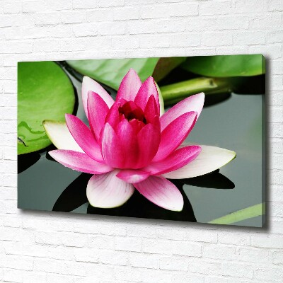 Foto canvas Waterlelie