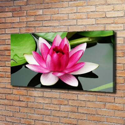 Foto canvas Waterlelie