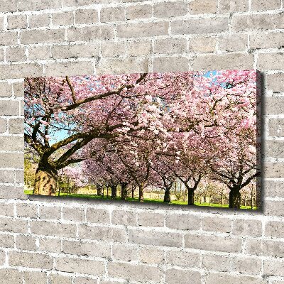 Duży Foto obraz na płótnie Drzewa wiśni