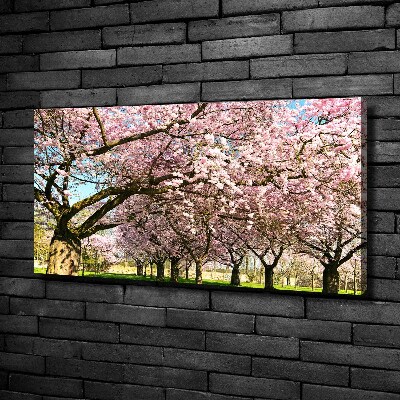 Foto op canvas Kersenbomen