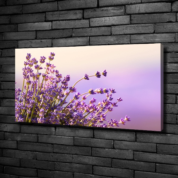 Canvas foto Lavendel