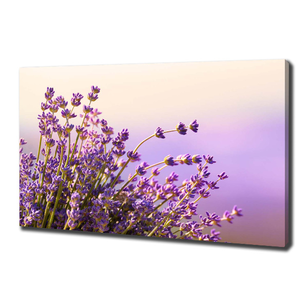 Canvas foto Lavendel