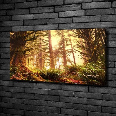 Foto obraz na płótnie Las deszczowy