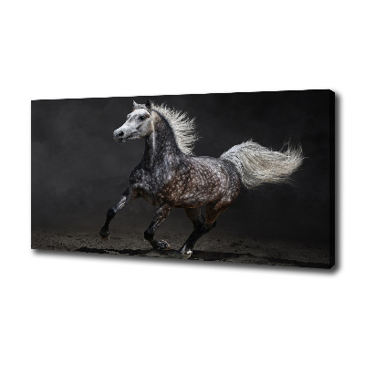 Foto op canvas Grijze Arabische paard