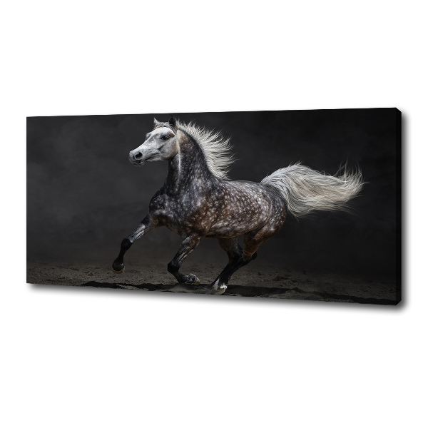Foto op canvas Grijze Arabische paard