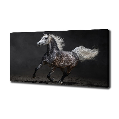 Foto op canvas Grijze Arabische paard