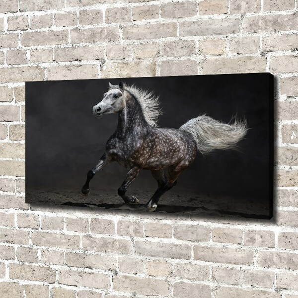 Foto op canvas Grijze Arabische paard