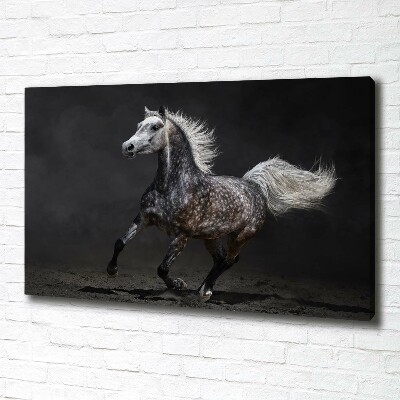 Foto op canvas Grijze Arabische paard