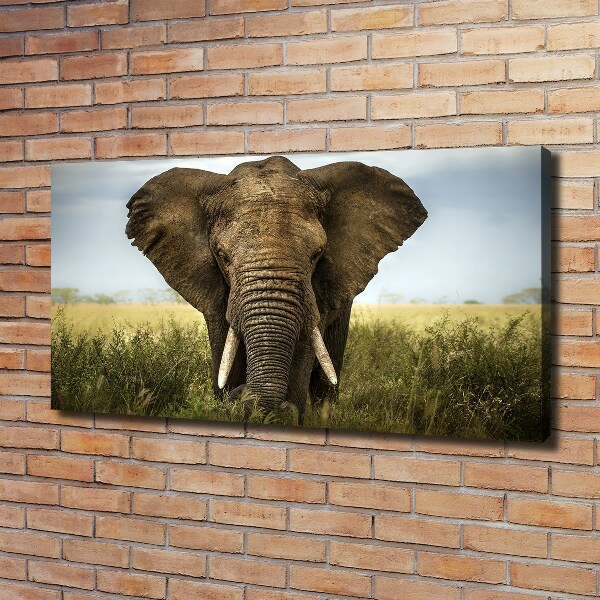 Canvas schilderij Olifant op de savanne