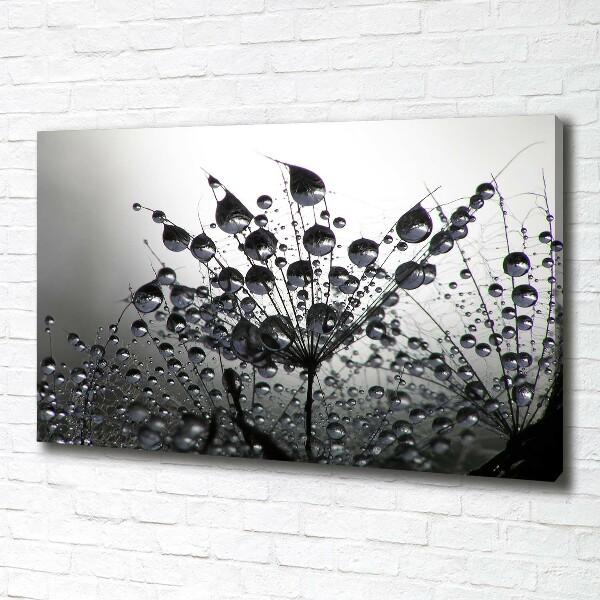 Foto obraz na płótnie Nasiona dmuchawca