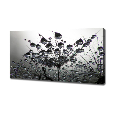 Foto obraz na płótnie Nasiona dmuchawca