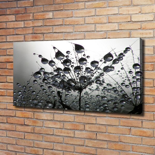 Foto obraz na płótnie Nasiona dmuchawca