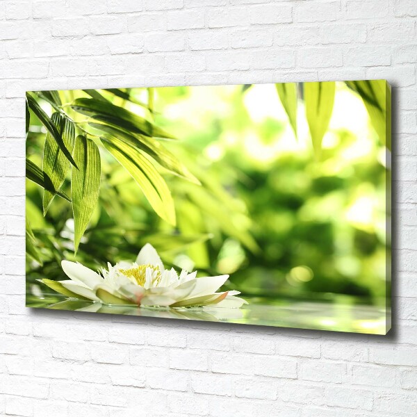 Foto obraz canvas Lilia wodna