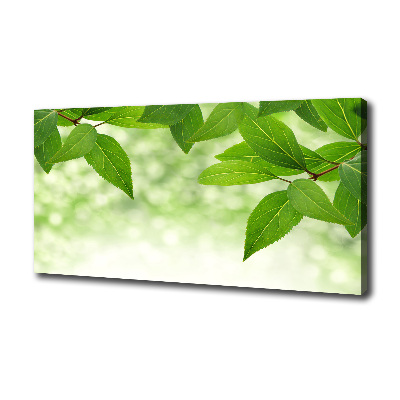 Foto canvas Groene bladeren