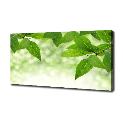 Foto canvas Groene bladeren