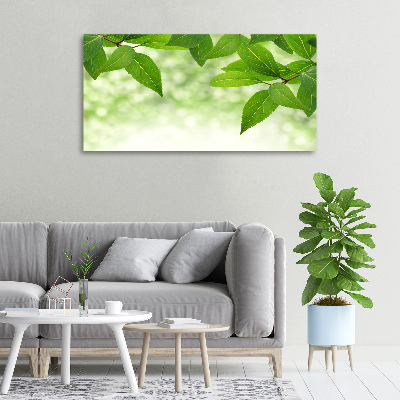 Foto canvas Groene bladeren