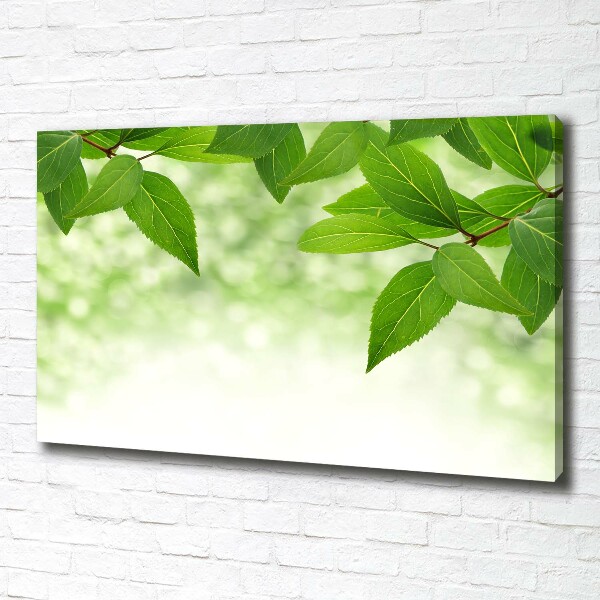 Foto canvas Groene bladeren