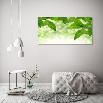 Foto canvas Groene bladeren