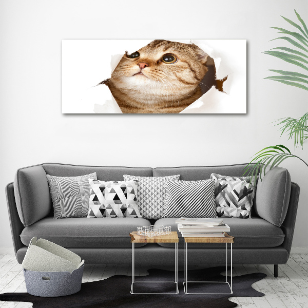 Foto canvas Kat