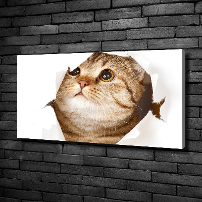 Foto canvas Kat