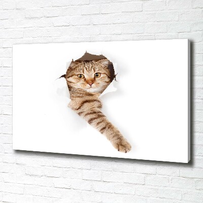 Foto op canvas Kat