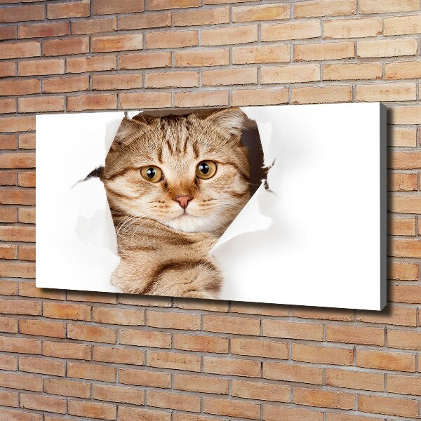 Foto op canvas Kat