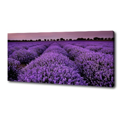 Foto op canvas Lavendelveld