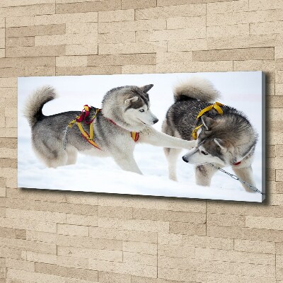 Foto canvas Huskies in de winter
