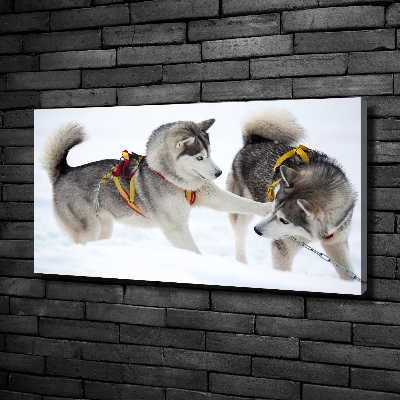 Foto canvas Huskies in de winter