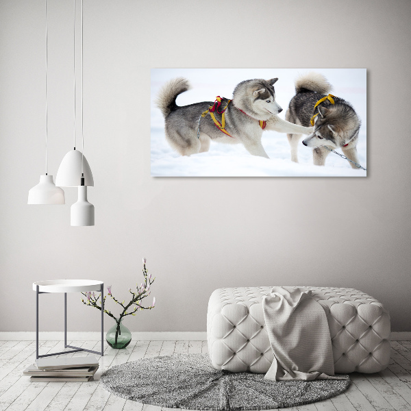 Foto canvas Huskies in de winter