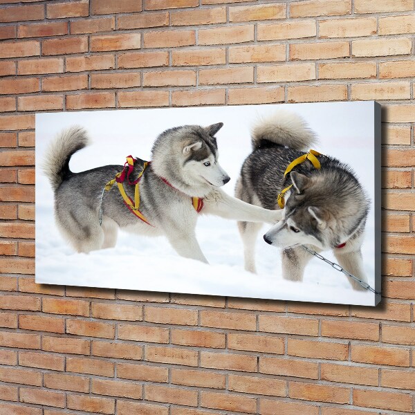 Foto canvas Huskies in de winter