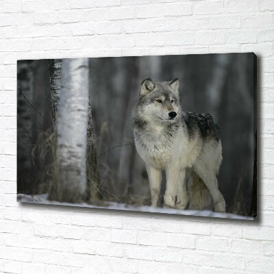 Schilderij op canvas Grijze wolf