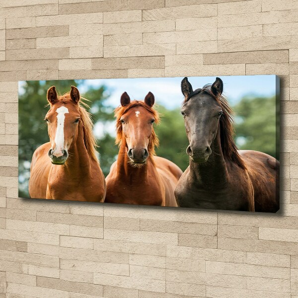 Foto obraz canvas Trzy konie