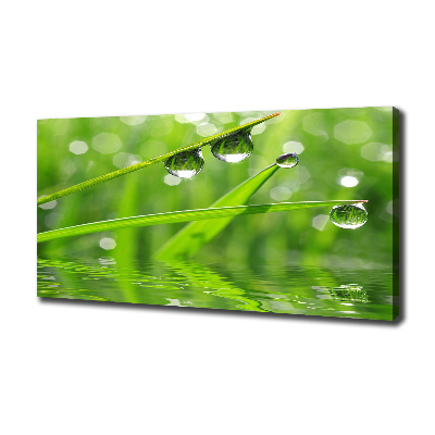 Foto obraz na płótnie Krople na trawie