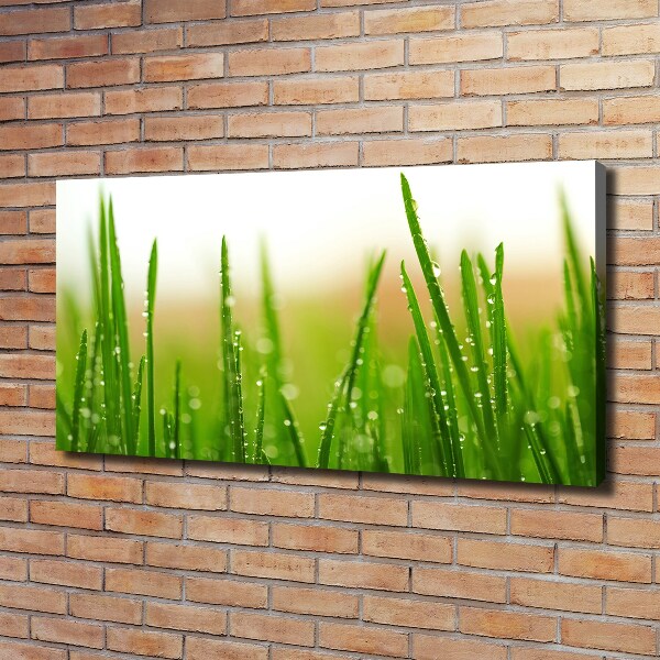 Schilderij op canvas Gras