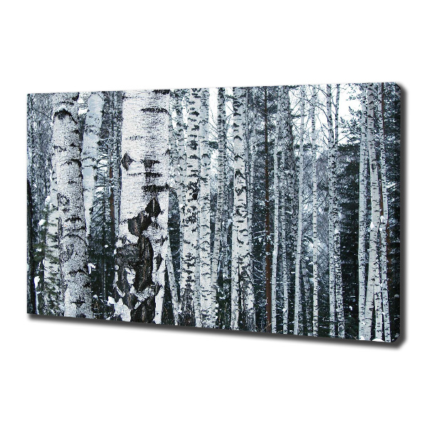 Foto canvas Berkenbomen