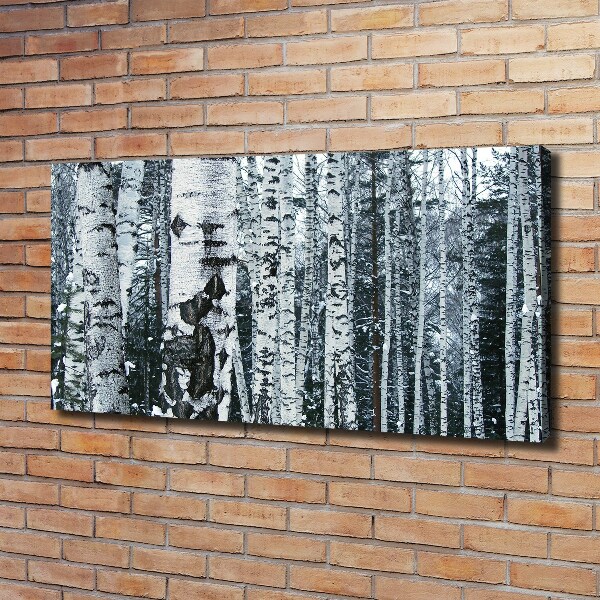 Foto canvas Berkenbomen
