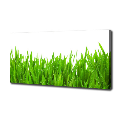 Foto op canvas Gras