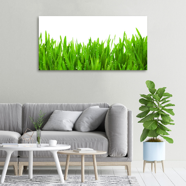 Foto op canvas Gras