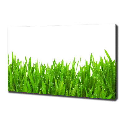 Foto op canvas Gras