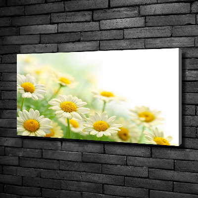 Foto canvas Madeliefjes