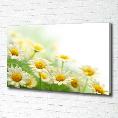 Foto canvas Madeliefjes