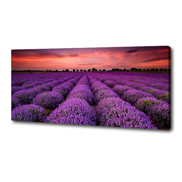 Foto canvas Lavendelveld