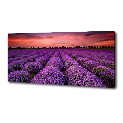Foto canvas Lavendelveld